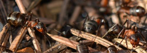 Réf. 295 707 : Formica sp.